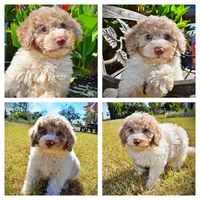 Noodles, a female Havapoo for sale in Marshfield, MO – 1 of 10