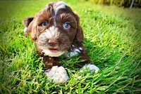 Tootsie--SUMMER SALE!!  $100 off listed price!!, a female Havanese and Poodle - Toy  for sale in Marshfield, MO – 2 of 9