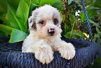 Milo, a male Havapoo for sale in Marshfield, MO – 3 of 10