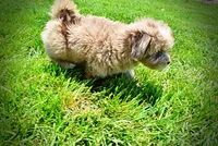 Eartha, a female Havanese and Poodle - Toy  for sale in Marshfield, MO – 8 of 10