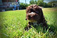 Jasper-LABOR DAY SALE-TAKE $100 OFF!!!, a male Havanese and Havapoo for sale in Marshfield, MO – 6 of 10