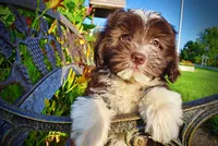 Emma, a female Havanese and Poodle - Toy  for sale in Marshfield, MO – 2 of 10