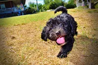 Isabella-PENDING SALE!!!, a female Havanese and Havapoo for sale in Marshfield, MO – 5 of 9