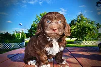 Coco, a male Havanese and Poodle - Toy  for sale in Marshfield, MO – 3 of 9