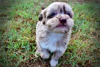 Marbles, a female Havapoo for sale in Marshfield, MO – 3 of 10