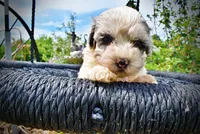Sugar, a female Havanese and Poodle - Toy  for sale in Marshfield, MO – 4 of 10