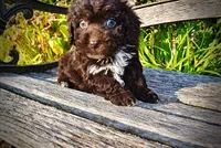 Latte, a male Havapoo for sale in Marshfield, MO – 6 of 10
