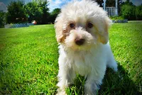 Gabby, a female Havanese and Poodle - Toy  for sale in Marshfield, MO – 5 of 10