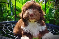 Baxter-PENDING SALE!, a male Havanese and Poodle - Toy  for sale in Marshfield, MO – 1 of 10
