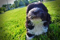 Trixie-SUMMER SALE!!  $100 off listed price!!, a female Havanese and Poodle - Toy  for sale in Marshfield, MO – 5 of 9