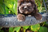 Kipper, a male Havanese and Havapoo for sale in Marshfield, MO – 8 of 10