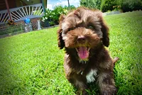 Frisco, a male Havanese and Poodle - Toy  for sale in Marshfield, MO – 3 of 10