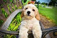 Ashley, a female Havanese and Poodle - Toy  for sale in Marshfield, MO – 5 of 9
