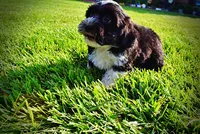 Trixie-SUMMER SALE!!  $100 off listed price!!, a female Havanese and Poodle - Toy  for sale in Marshfield, MO – 8 of 9