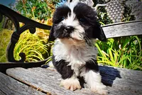 Kibbles, a male Havanese and Havapoo for sale in Marshfield, MO – 4 of 10