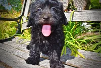 Isabella-LABOR DAY SALE-TAKE $100 OFF!!!, a female Havanese and Poodle - Toy  for sale in Marshfield, MO – 2 of 10