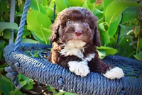Lucky, a male Havapoo for sale in Marshfield, MO – 2 of 10