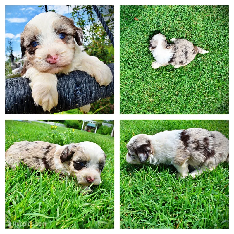 Sadie – Havanese, Poodle - Toy  puppy for sale in Marshfield, MO