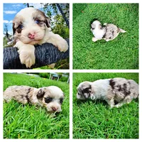 Sadie, a female Havanese and Poodle - Toy  for sale in Marshfield, MO – 1 of 10