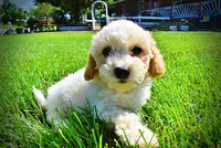 Ashley, a female Havanese and Poodle - Toy  for sale in Marshfield, MO – 7 of 9