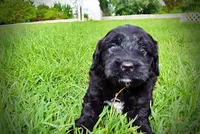Webster, a male Havanese and Poodle - Toy  for sale in Marshfield, MO – 9 of 10