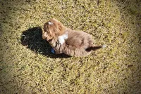 Oscar, a male Havapoo for sale in Marshfield, MO – 10 of 10