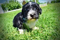 Trixie, a female Havanese and Poodle - Toy  for sale in Marshfield, MO – 6 of 9