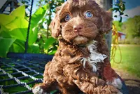 Cookie, a female Havanese and Poodle - Toy  for sale in Marshfield, MO – 5 of 9