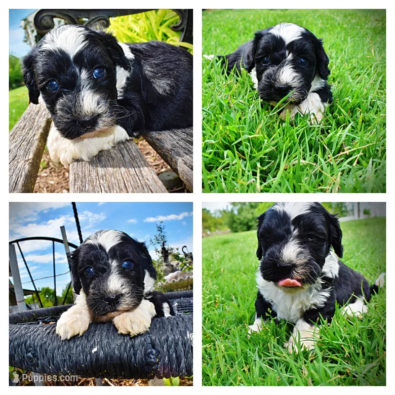 Savvy – Havanese, Poodle - Toy  puppy for sale in Marshfield, MO