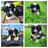 Savvy, a female Havanese and Poodle - Toy  for sale in Marshfield, MO – 1 of 9