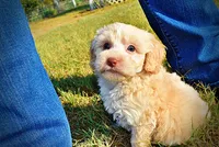Lemony, a male Havapoo for sale in Marshfield, MO – 7 of 10