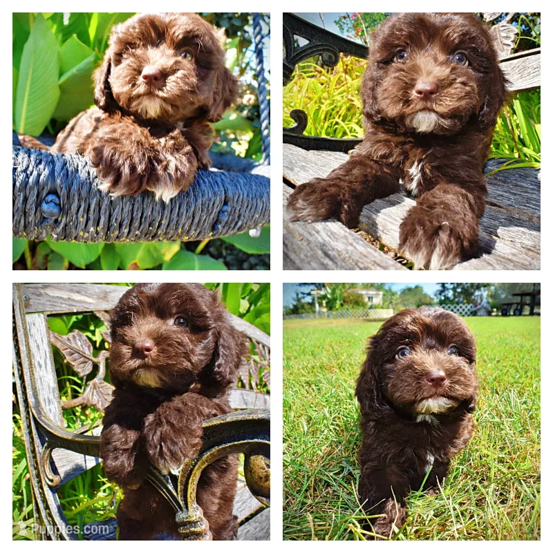 Jolene-LABOR DAY SALE-TAKE $100 OFF!!! – Havanese puppy for sale in Marshfield, MO