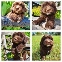 Jolene-LABOR DAY SALE-TAKE $100 OFF!!!, a female Havanese for sale in Marshfield, MO – 1 of 10
