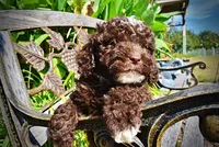 Juno-LABOR DAY SALE-TAKE $100 OFF!!!, a female Havanese and Havapoo for sale in Marshfield, MO – 2 of 9