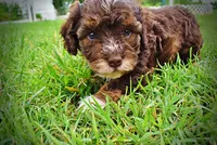 Vanity, a female Havanese and Poodle - Toy  for sale in Marshfield, MO – 10 of 10