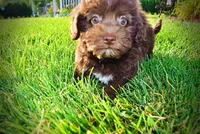 Emily, a female Havanese and Poodle - Toy  for sale in Marshfield, MO – 7 of 9