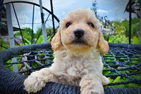 Avalon, a female Havanese and Poodle - Toy  for sale in Marshfield, MO – 4 of 10