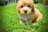 Ella, a female Havanese and Poodle - Toy  for sale in Marshfield, MO – 6 of 9
