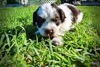 Patch, a male Havanese and Poodle - Toy  for sale in Marshfield, MO – Photo 6 of 10