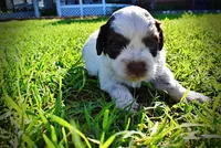 Patch, a male Havanese and Poodle - Toy  for sale in Marshfield, MO – Photo 8 of 10