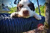Patch, a male Havanese and Poodle - Toy  for sale in Marshfield, MO – Photo 2 of 10