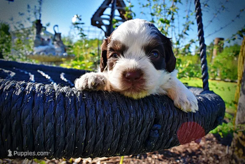 Patch – Havanese, Poodle - Toy  puppy for sale in Marshfield, MO