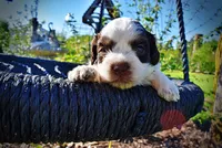 Patch, a male Havanese and Poodle - Toy  for sale in Marshfield, MO – Photo 1 of 10