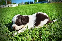 Patch, a male Havanese and Poodle - Toy  for sale in Marshfield, MO – Photo 7 of 10