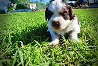 Patch, a male Havanese and Poodle - Toy  for sale in Marshfield, MO – Photo 4 of 10