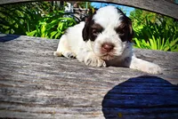 Patch, a male Havanese and Poodle - Toy  for sale in Marshfield, MO – Photo 3 of 10