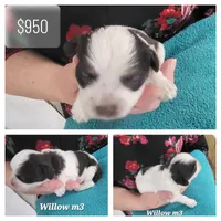 Patch, a male Havanese and Poodle - Toy  for sale in Marshfield, MO – Photo 10 of 10