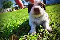 Patch, a male Havanese and Poodle - Toy  for sale in Marshfield, MO – Photo 9 of 10