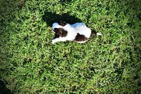 Patch, a male Havanese and Poodle - Toy  for sale in Marshfield, MO – Photo 5 of 10
