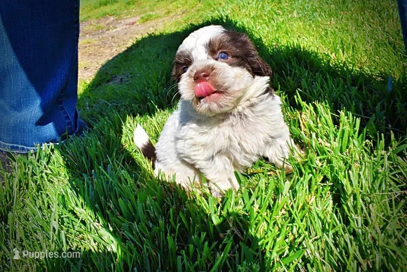 Patch – Havanese, Poodle - Toy  puppy for sale in Marshfield, MO